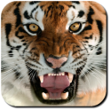 Tiger Wallpapers & Screensavers