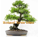 Bonsai Tree Idea