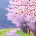Sakura Planos de fundo