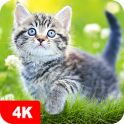 Fondos de pantalla con gatos y gatitos 4K