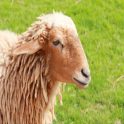 Sheep Klingeltöne und Sounds