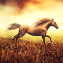 Horse Pictures Live Wallpaper
