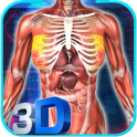 Female Anatomy 3D