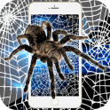 Spider Theme Black White Cobweb Full Of Cracks