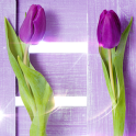 Фиолетовая Tюльпаны Живые Обои