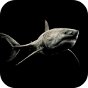 Shark 4K Video Live Wallpaper