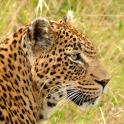 Masai Mara Safari Guide