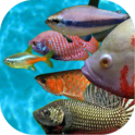 Tropical fish racing game