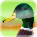 Ducks 3D Live Wallpaper FREE