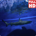 Sharks Live Wallpaper HD