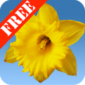 Daffodils Free Live Wallpaper