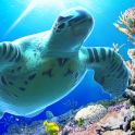 Sea Turtle LiveWallpaper Trial