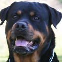 Rottweilers Dog Wallpapers