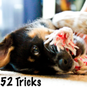 52 Dog Training Routines and Tricks