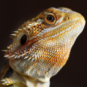 Bearded Dragons