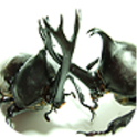 Beetle Wars