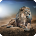 Lions HD Wallpaper