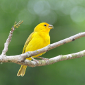 Singing canary to educate