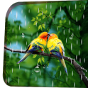 Rainy Bird Live Wallpaper