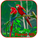 Parrots HD Live Wallpaper