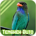 Oriental Dollarbird