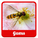 Guess the insect