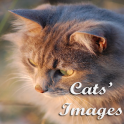 Cats Images
