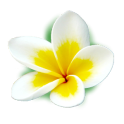 Frangipani Flowers Icon Theme