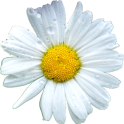 Daisy Flowers Icon Theme