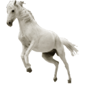 Wild White Horses Icon Theme