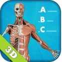 Anatomy Quiz 3D - human