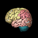 Atlas Mózgu