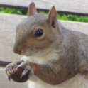 Link Manager Squirrel