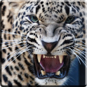 Leopard Video Live Wallpaper