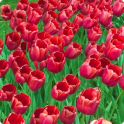 Red Tulips Live Wallpaper HD