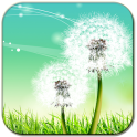 Dandelions