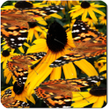 Butterfly Live Wallpaper LWP