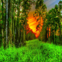 Best Forest Wallpapers