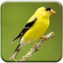Singing Goldfinch
