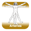 Anatomie - Arterien