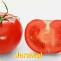 Info Jerawat