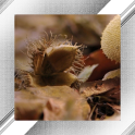 Mushroom Photo Frames