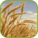 Charming Wheat Wallpapers