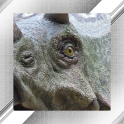 Dinosaur Photo Frames