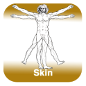 Anatomy - Skin