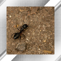 Ant Photo Frames