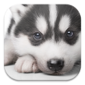 Husky Puppy Live Wallpapers