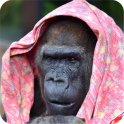 Gorilla Image Collection