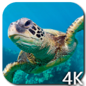 Черепаха 4K видео живые обои