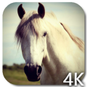 Pferd 4K Live-Hintergründe